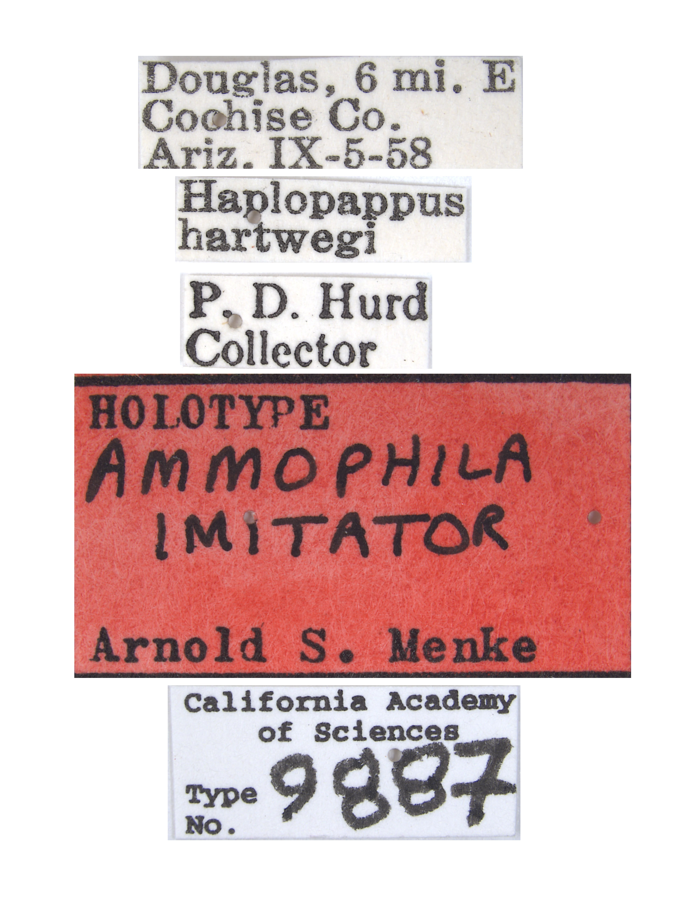 Ammophila imitator image