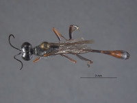 Ammophila mimica image