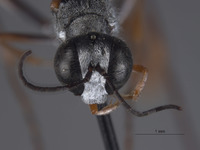 Ammophila mimica image