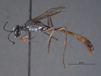 Ammophila mimica image