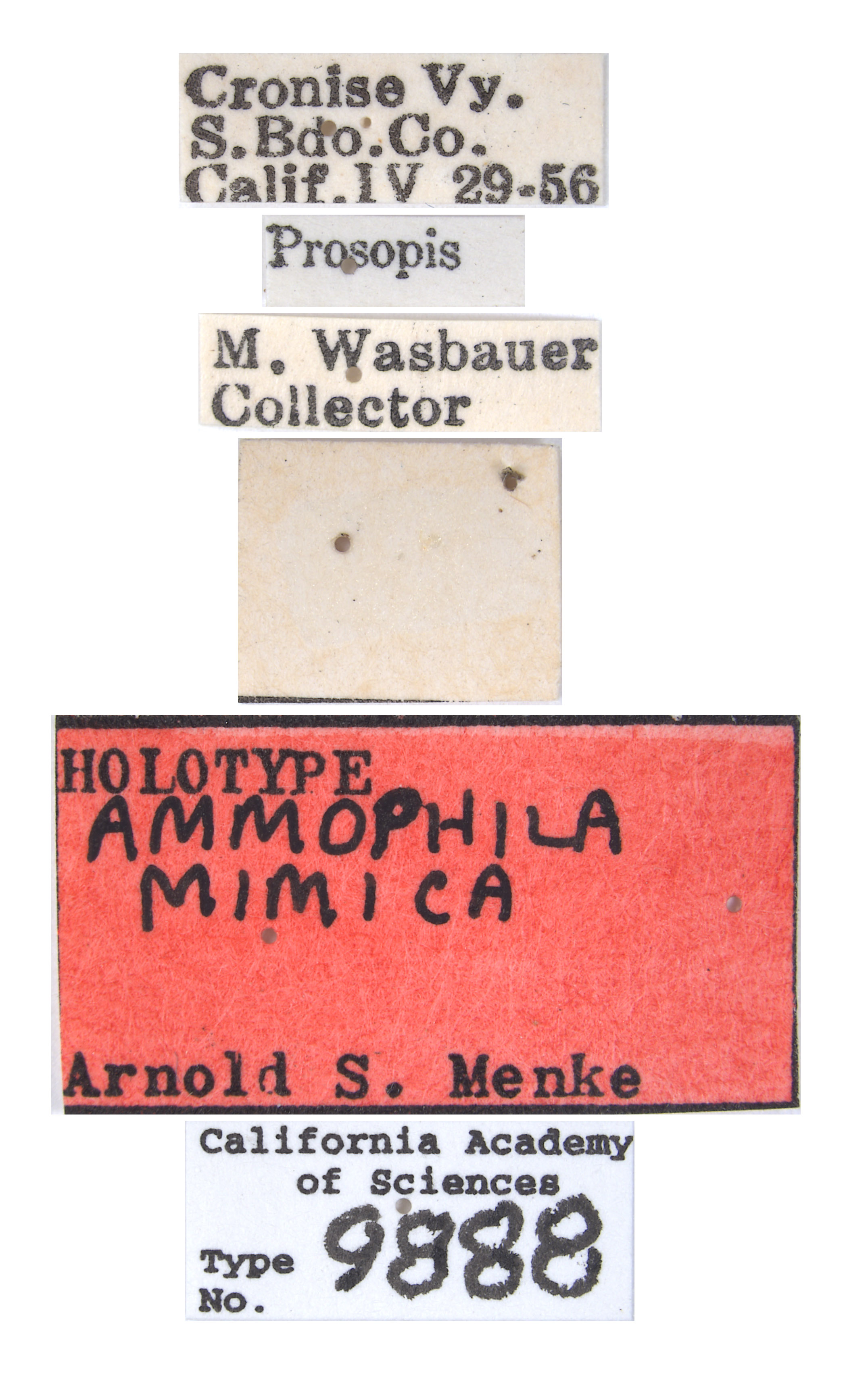 Ammophila mimica image