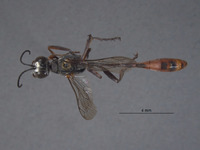 Ammophila nefertiti image