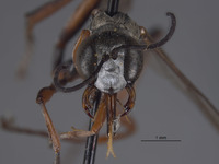Ammophila nefertiti image