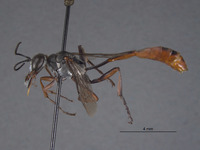 Ammophila nefertiti image