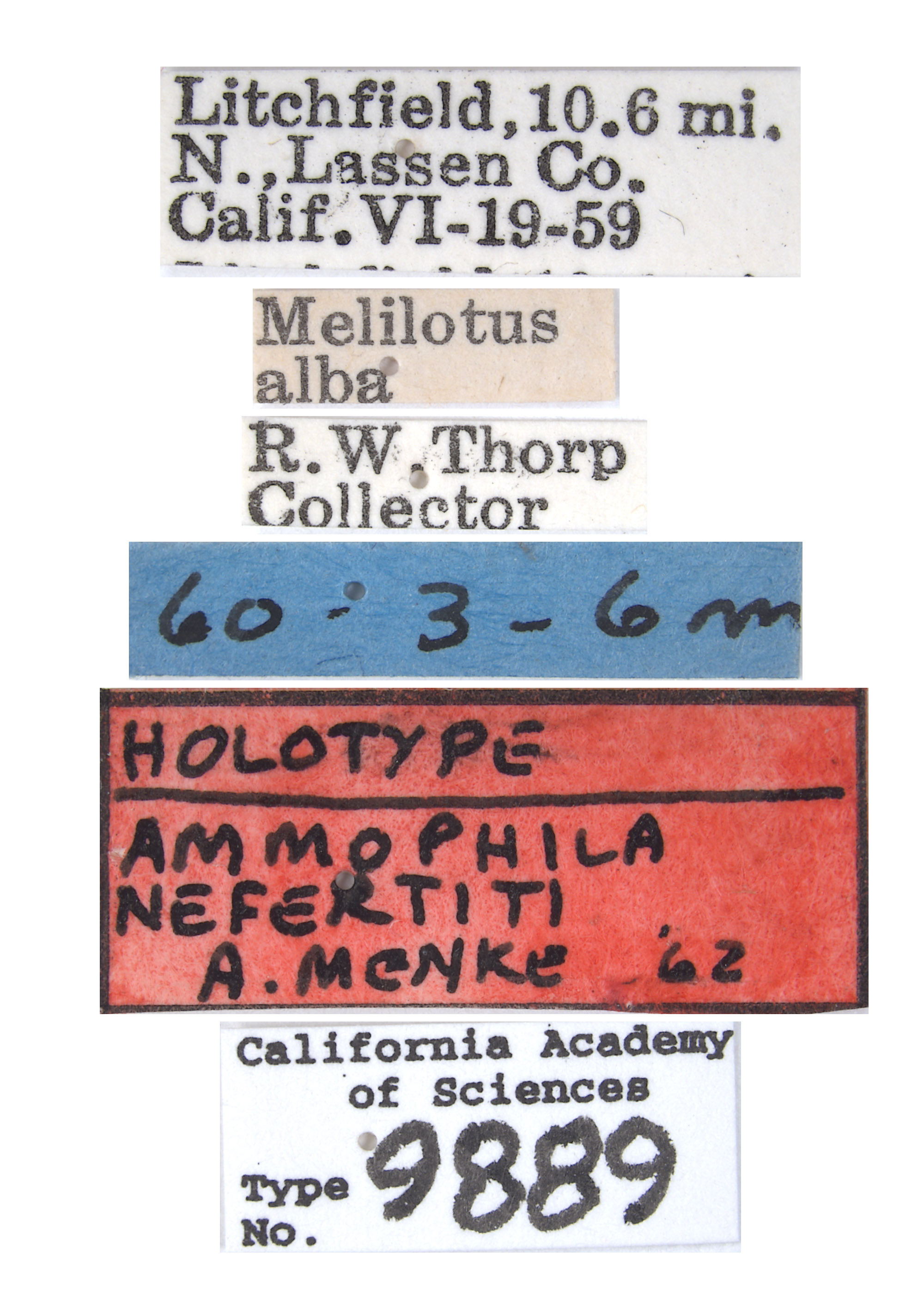 Ammophila nefertiti image
