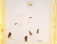 Ammophila nefertiti image
