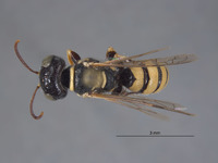 Clypeadon evansi image