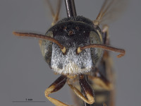 Clypeadon evansi image