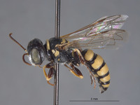 Clypeadon evansi image