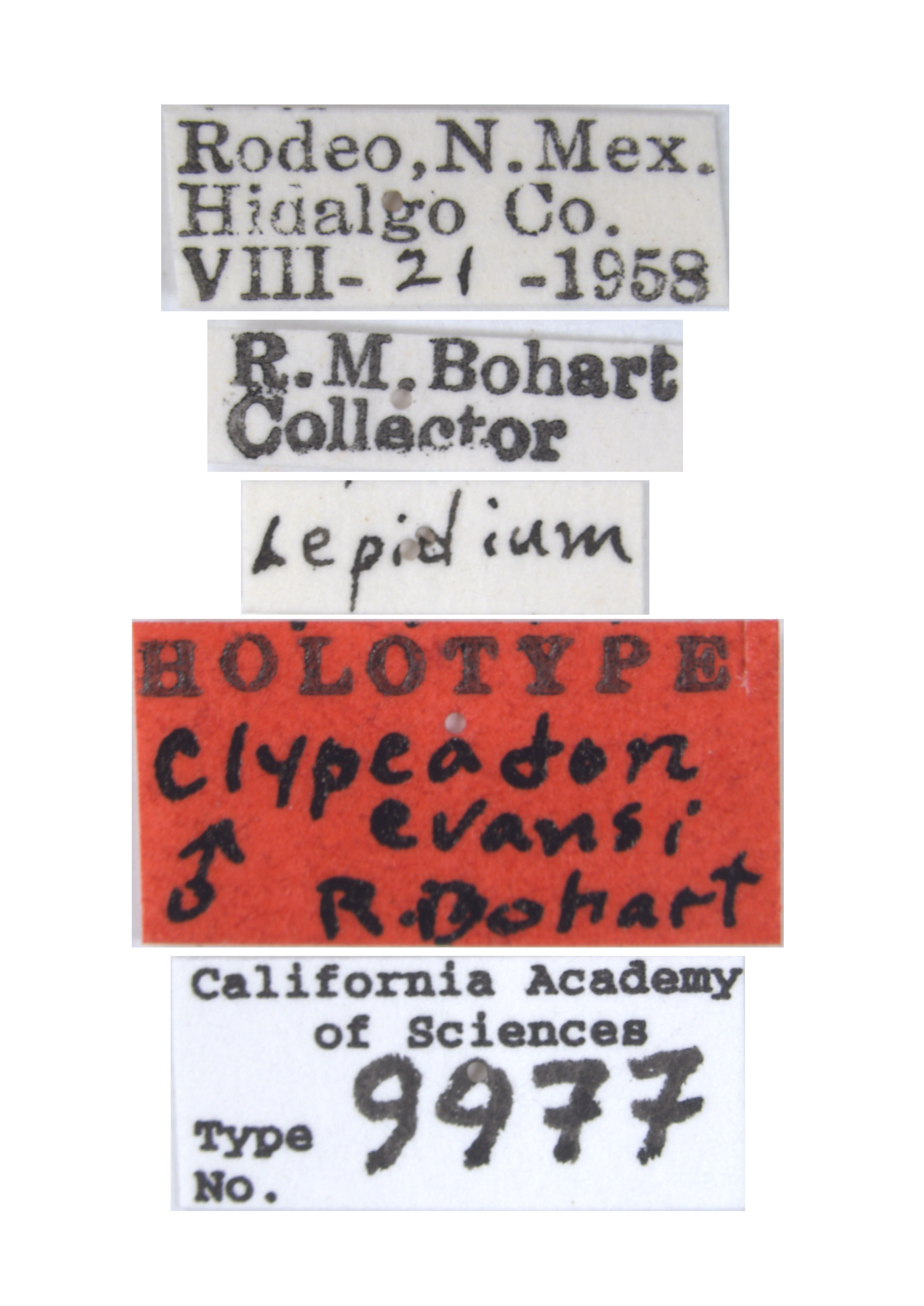 Clypeadon evansi image