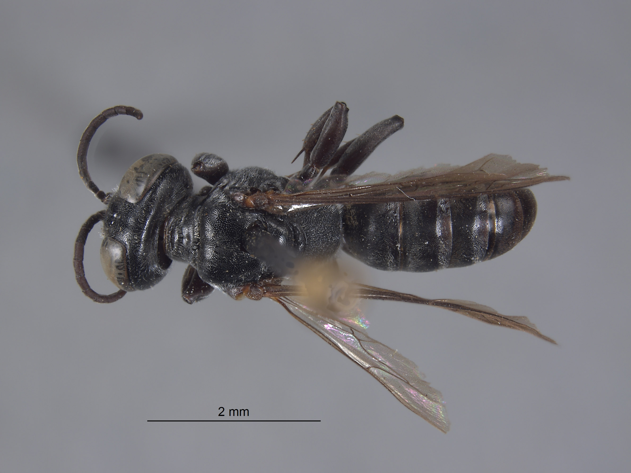 Tachysphex hurdi image