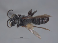 Tachysphex hurdi image