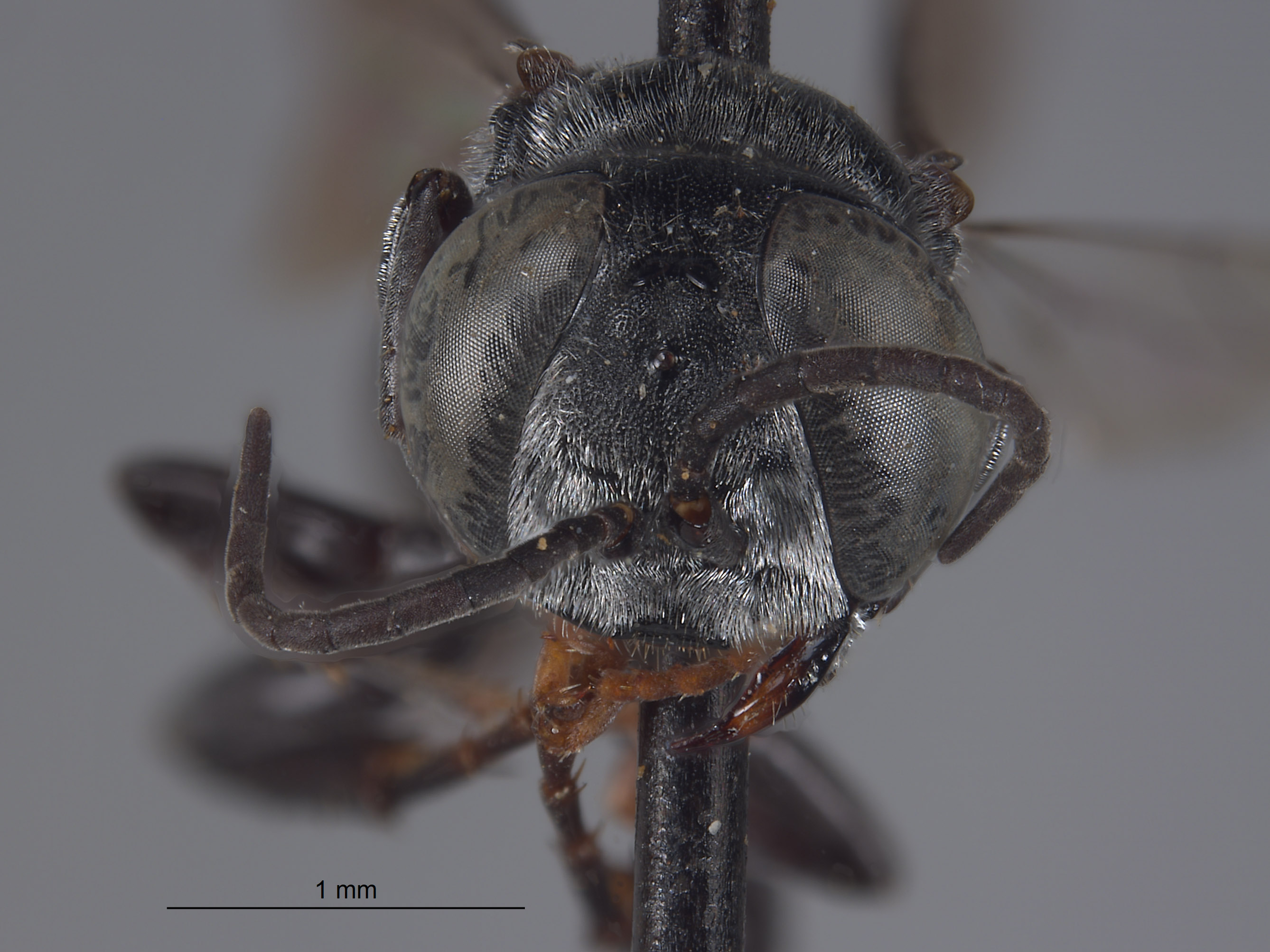 Tachysphex hurdi image