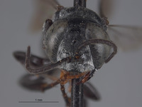 Tachysphex hurdi image