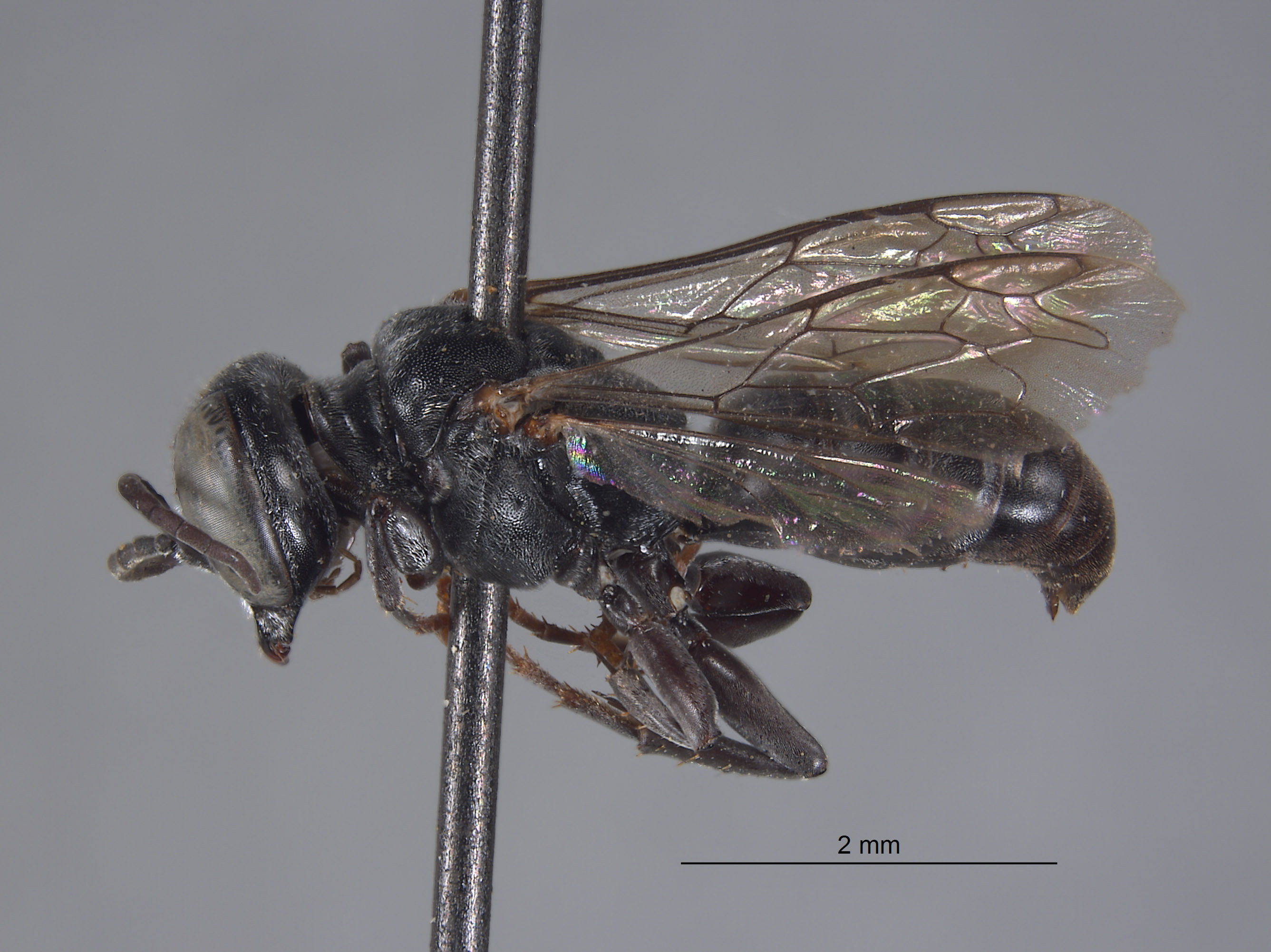 Tachysphex hurdi image