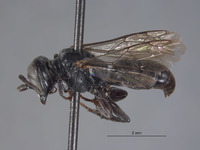 Image of Tachysphex hurdi