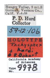 Tachysphex hurdi image