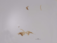 Tachysphex hurdi image