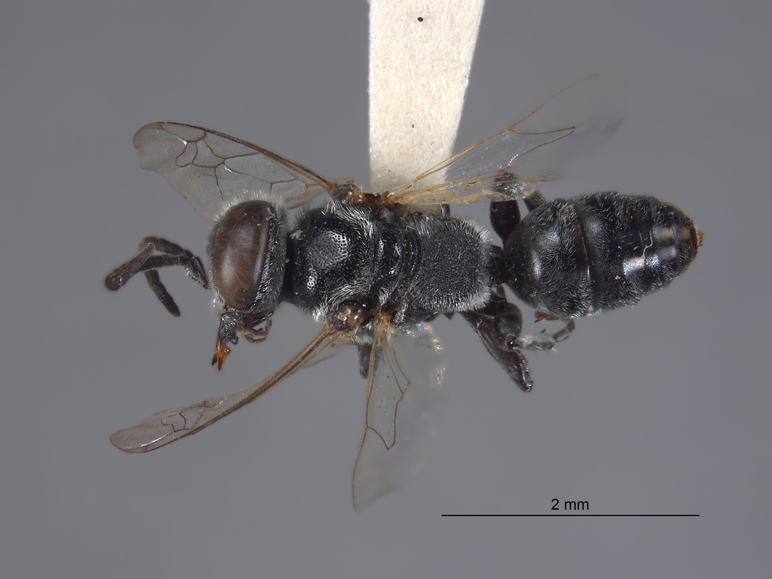 Tachysphex linsleyi image