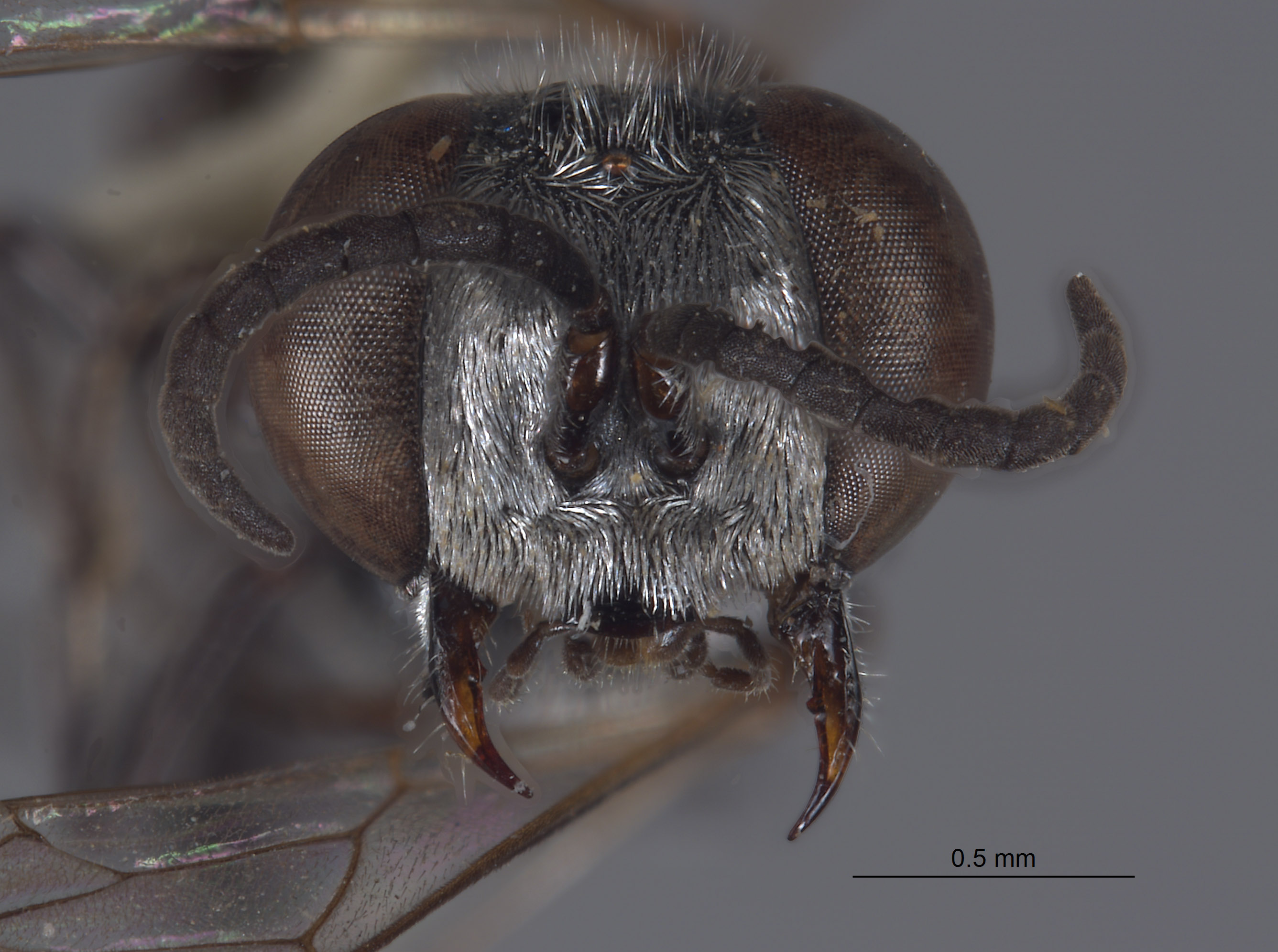 Tachysphex linsleyi image