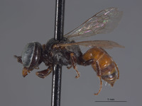 Prosopigastra nearctica image