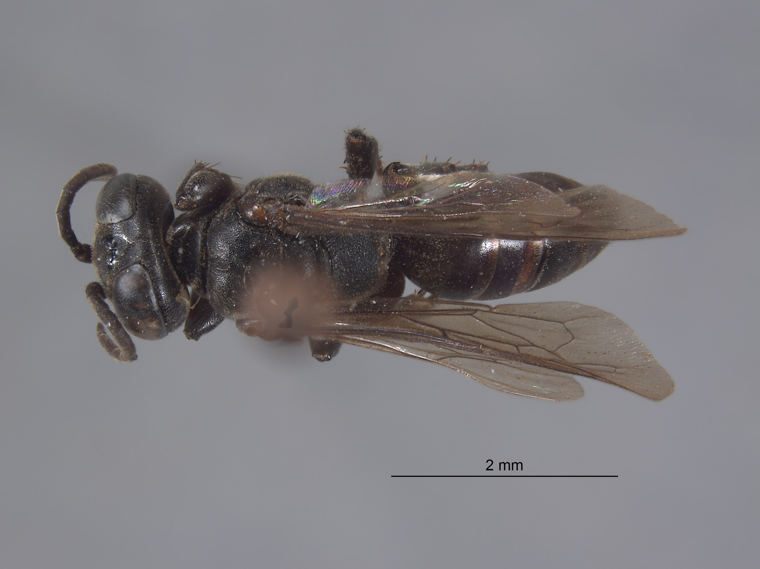 Tachysphex powelli image