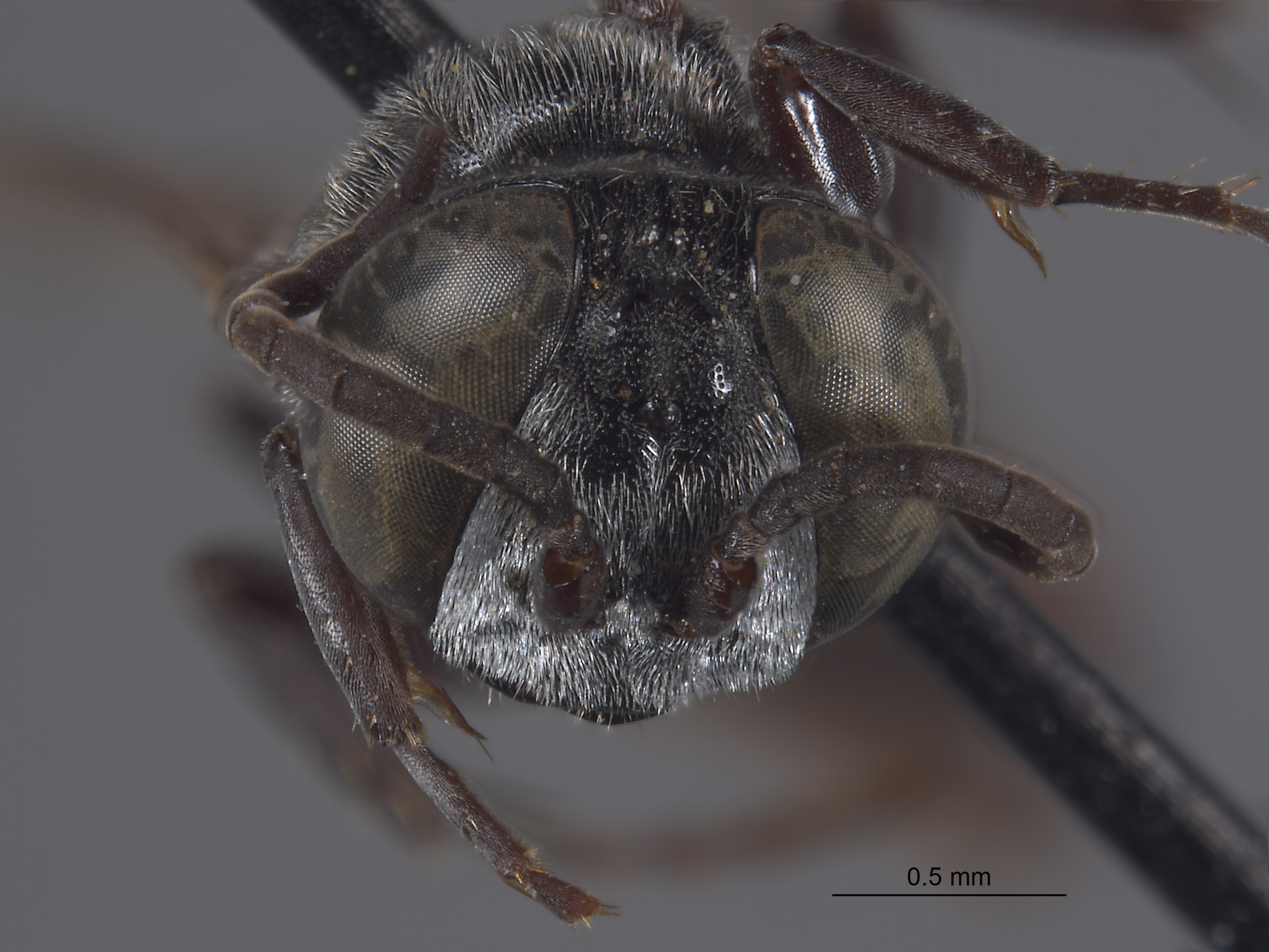 Tachysphex schlingeri image