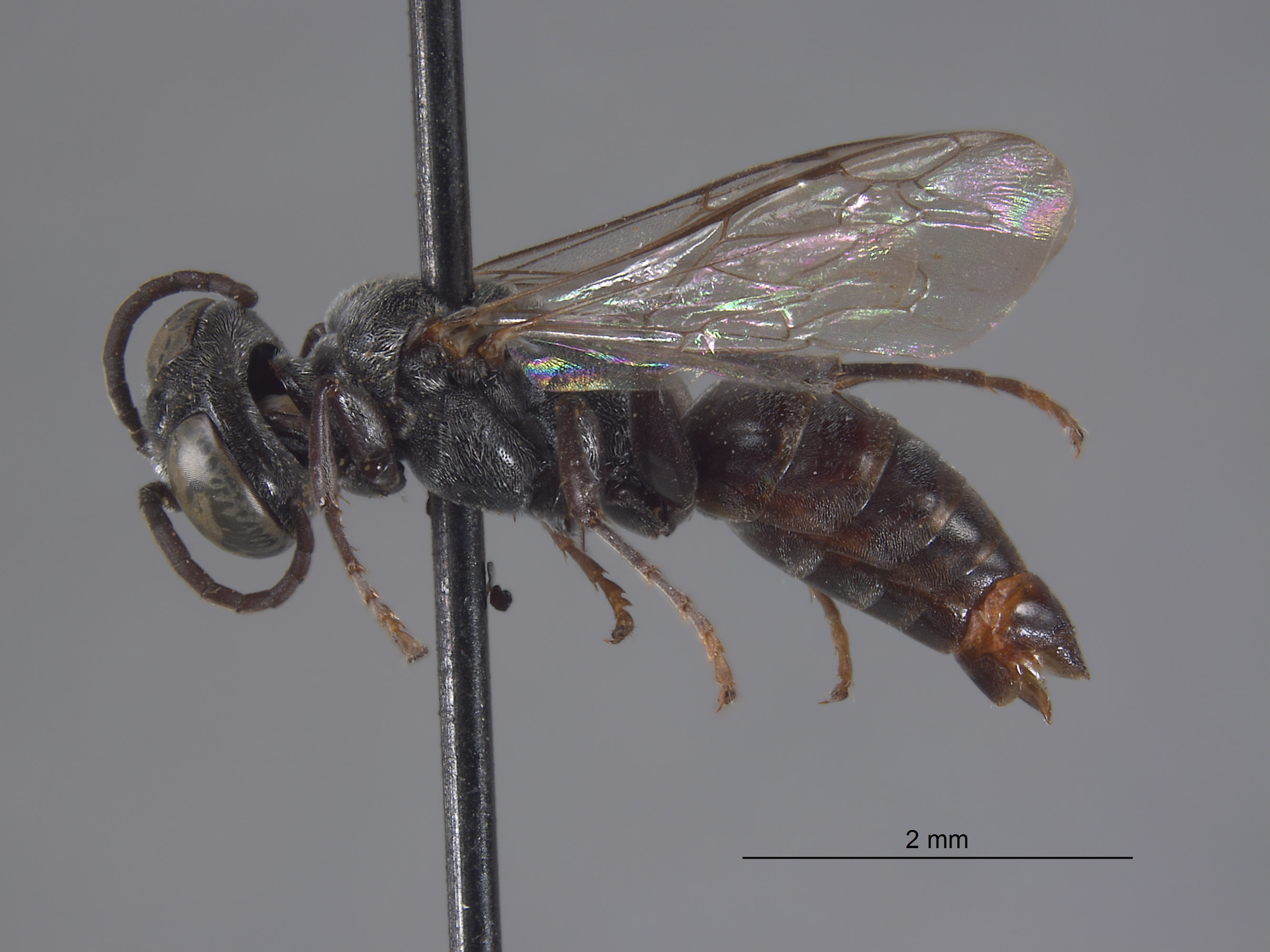 Tachysphex schlingeri image