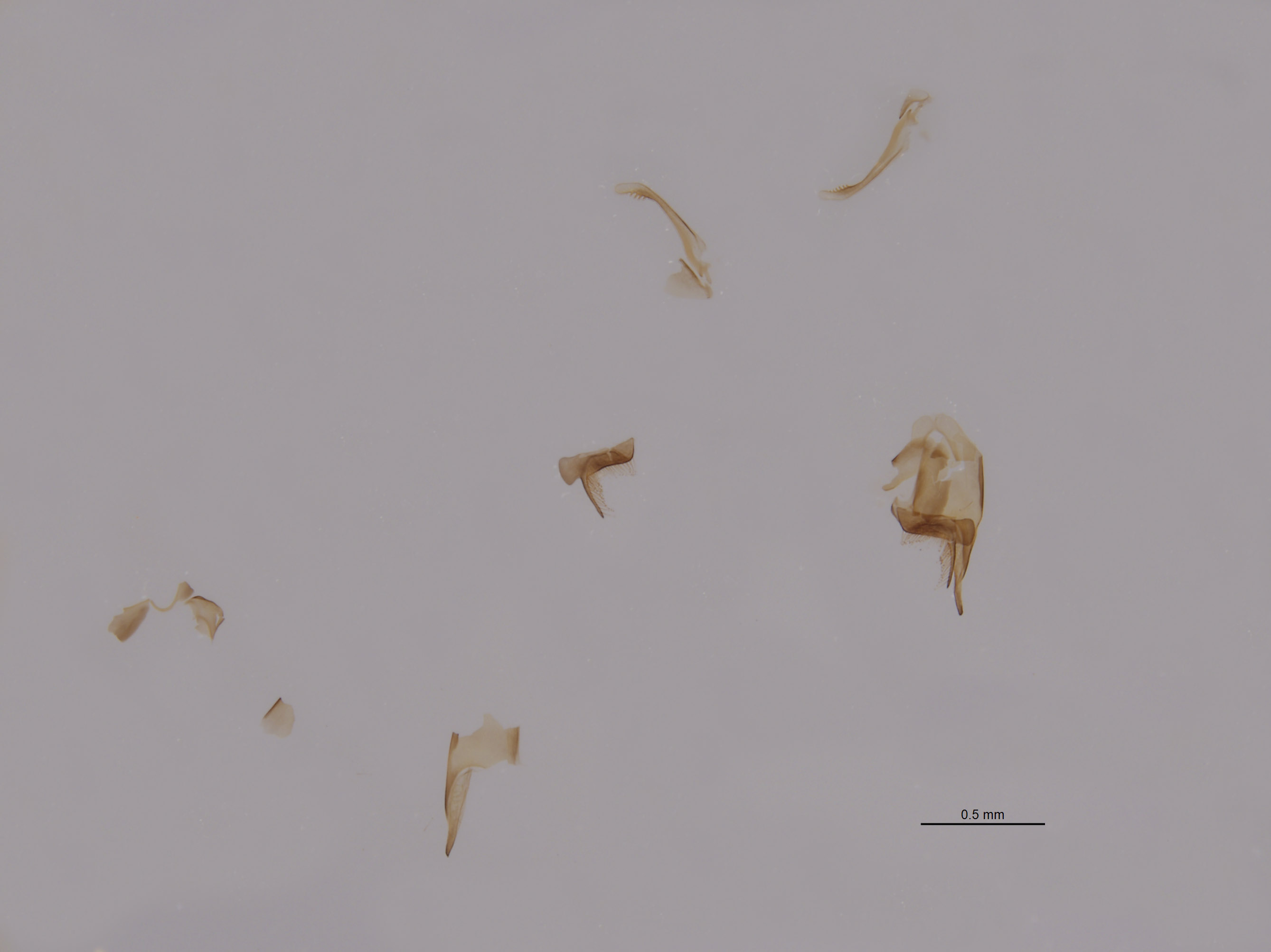 Tachysphex schlingeri image