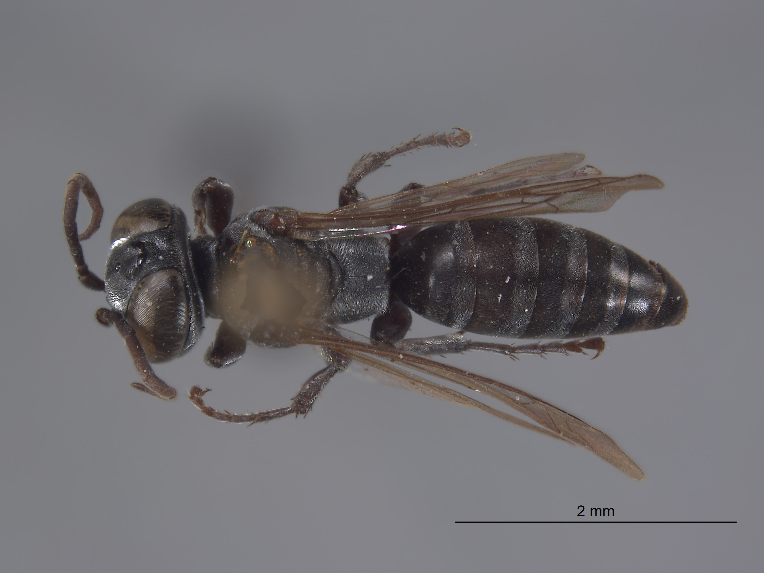 Tachysphex williamsi image