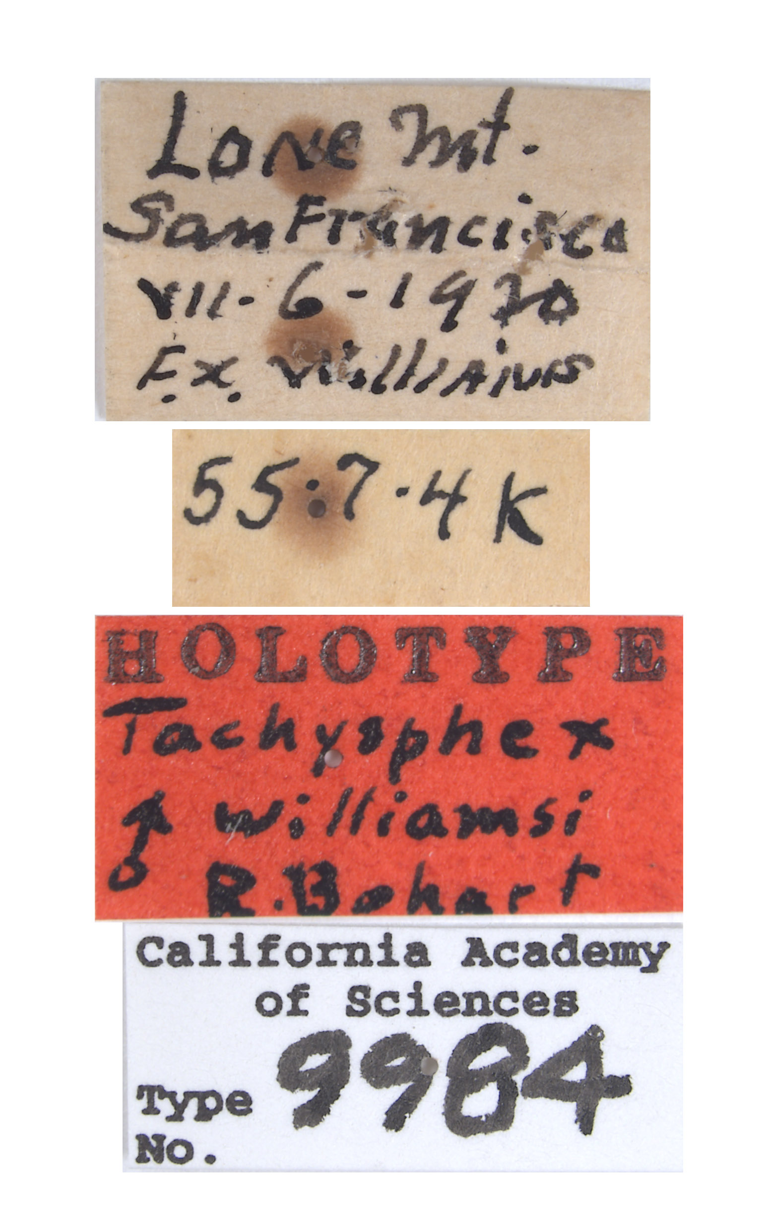 Tachysphex williamsi image