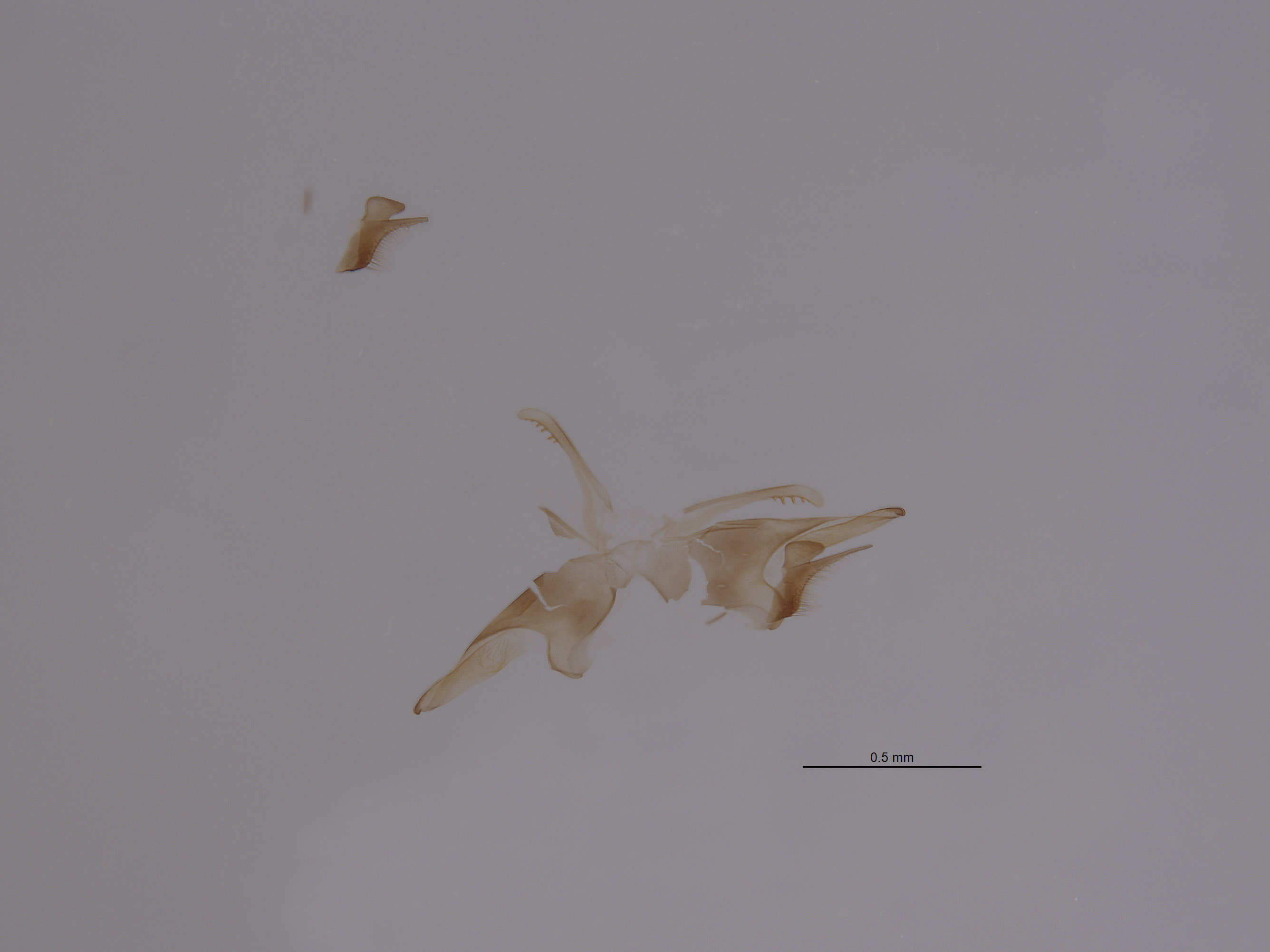 Tachysphex williamsi image