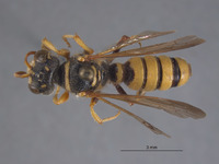 Cerceris sandiegensis image