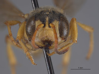 Cerceris sandiegensis image