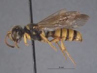 Cerceris sandiegensis image