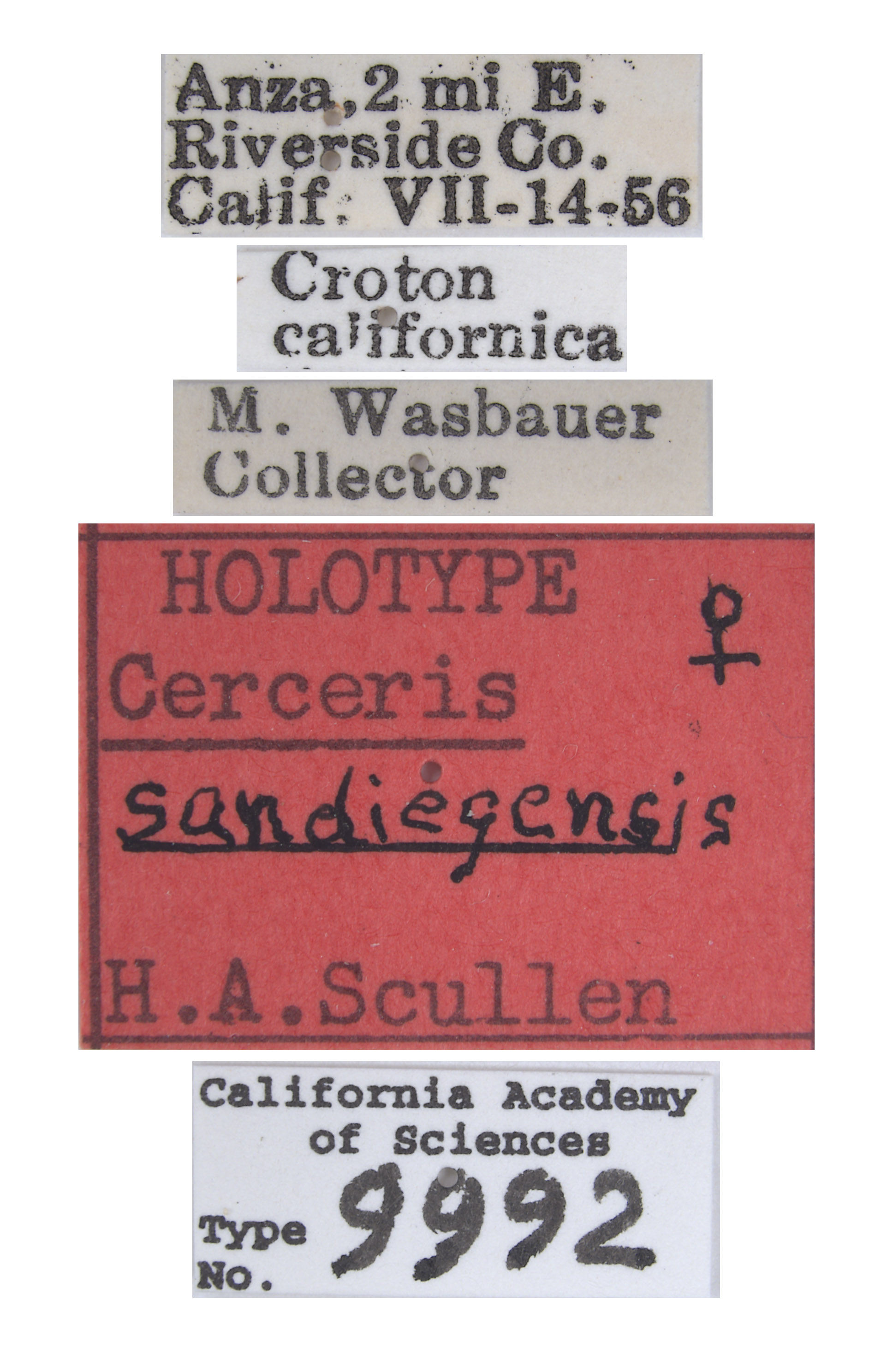 Cerceris sandiegensis image