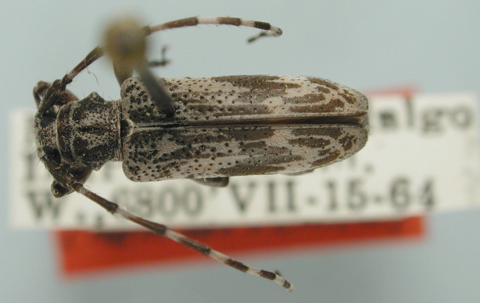 Tigrinestola howdeni image