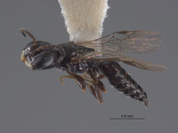 Pulverro monticola image