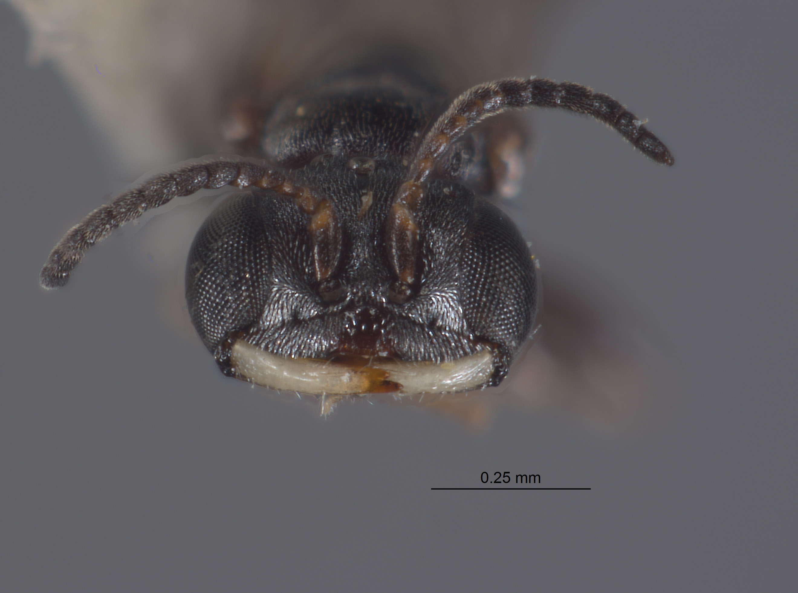 Pulverro monticola image