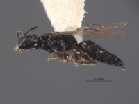 Image of Pulverro monticola