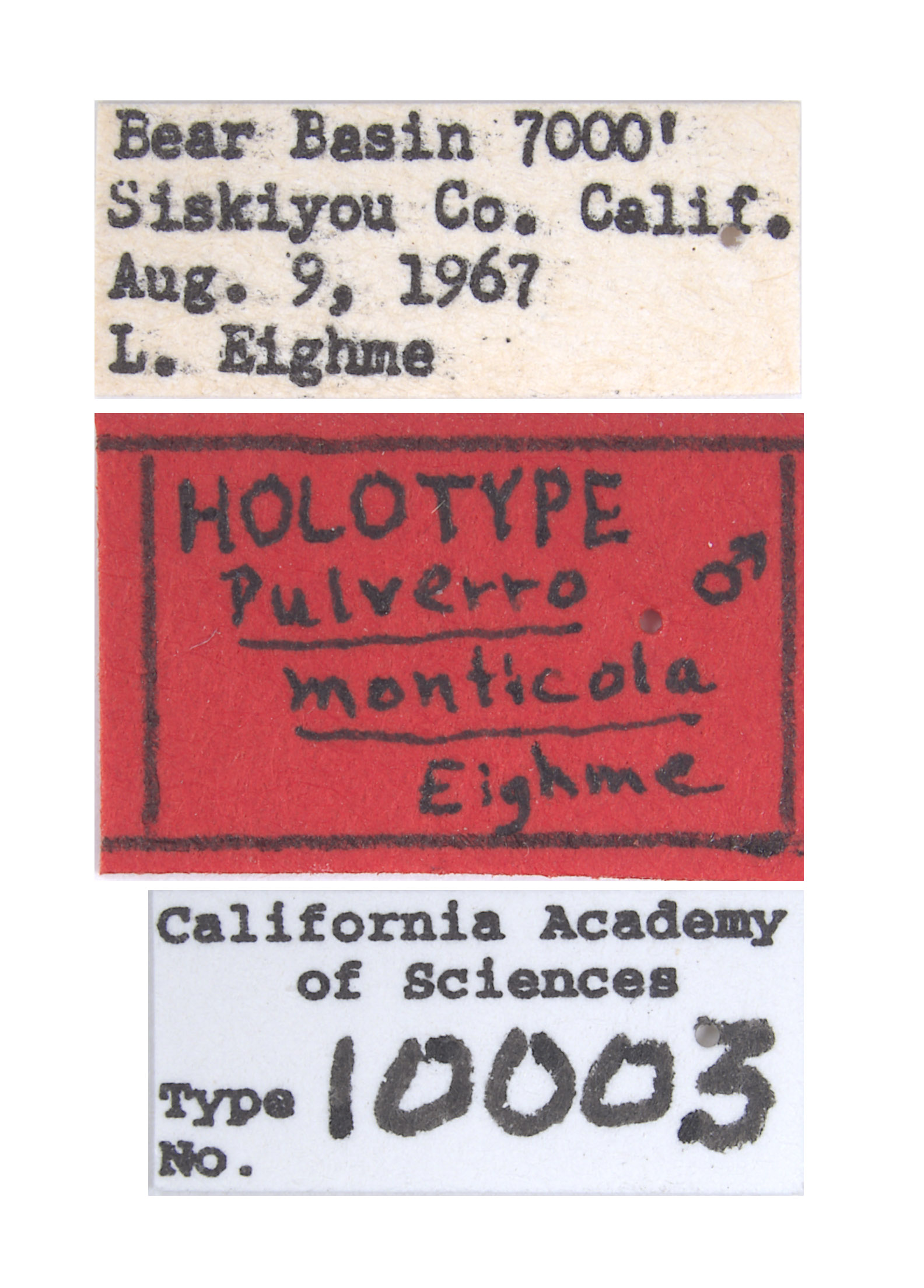 Pulverro monticola image