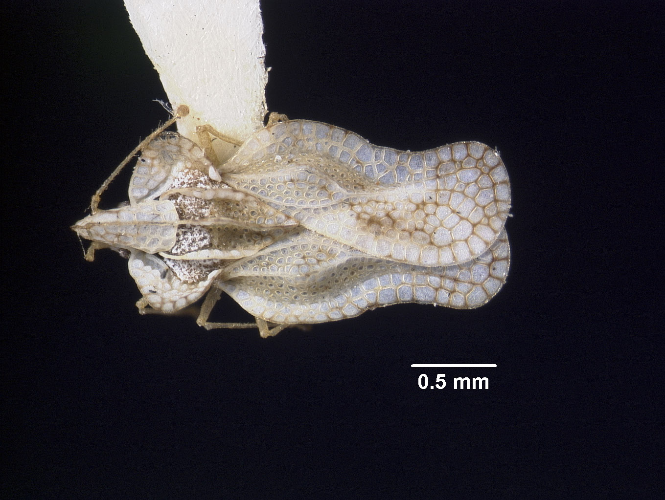 Tingidae image