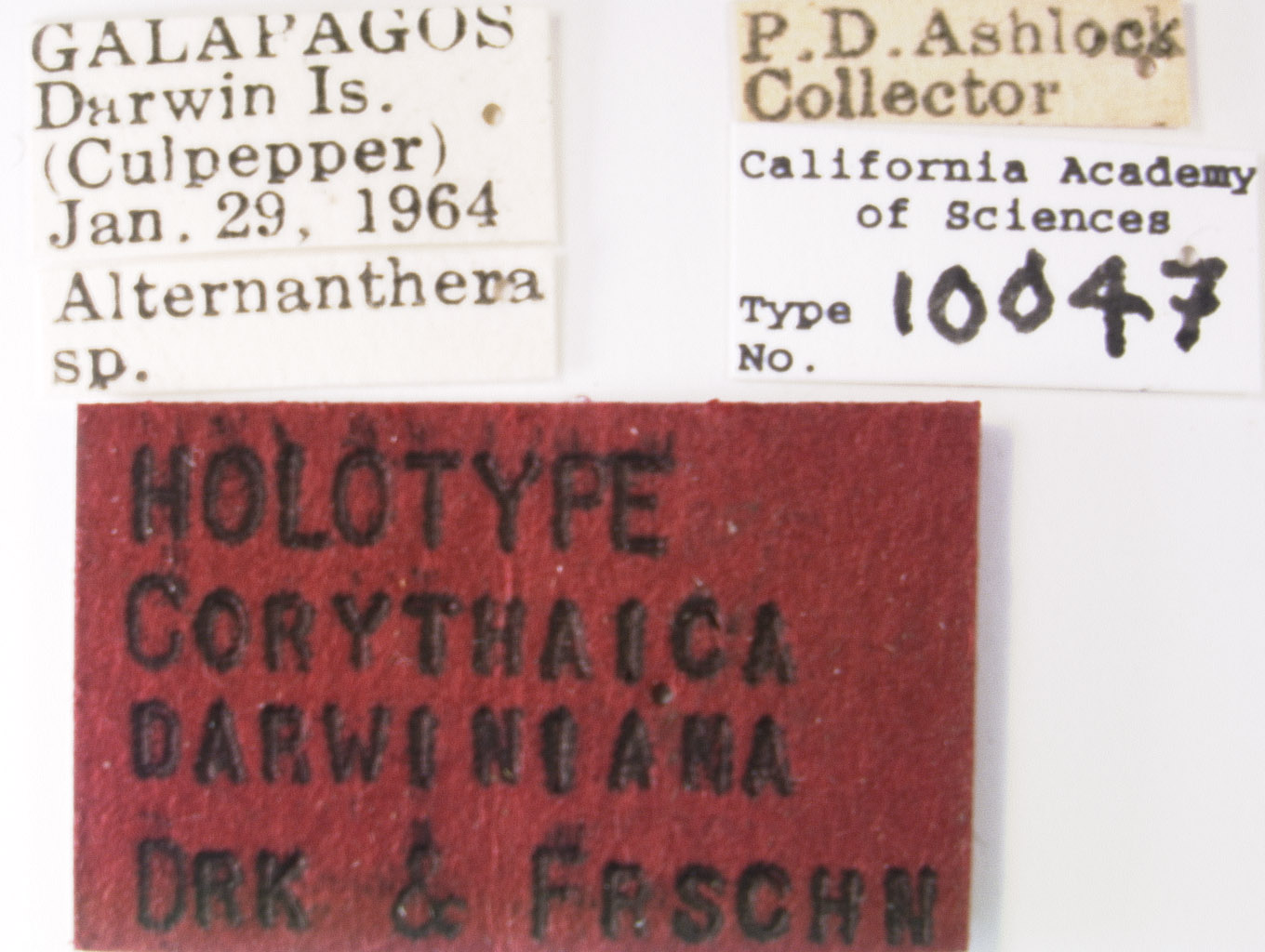 Corythaica darwiniana image