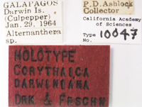 Corythaica darwiniana image