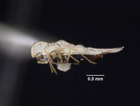 Corythaica darwiniana image