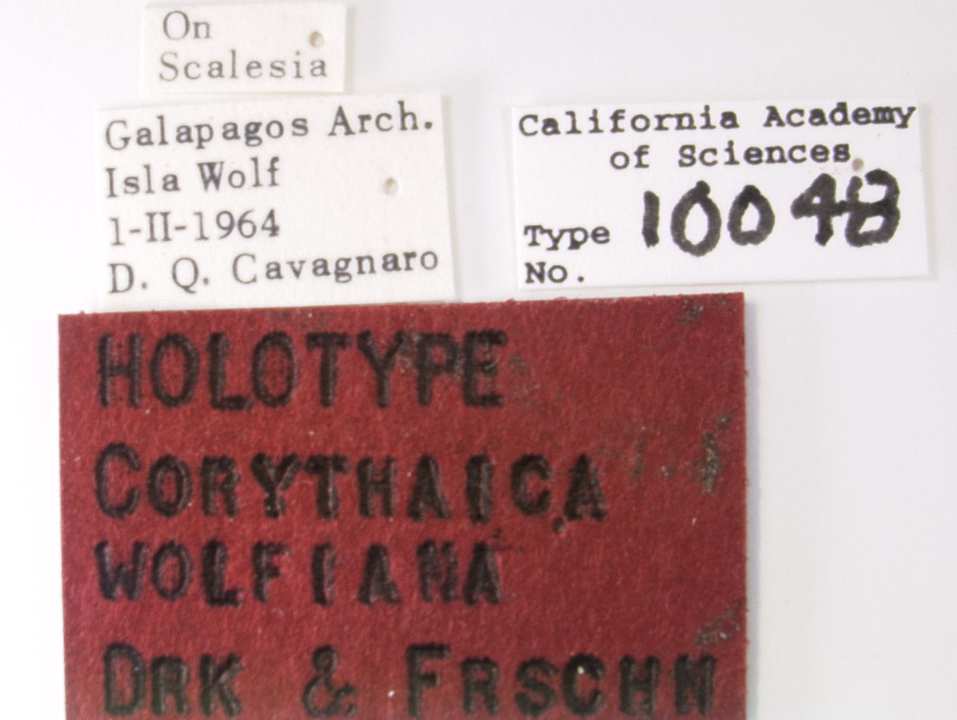 Corythaica wolfiana image