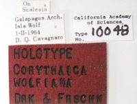 Corythaica wolfiana image