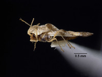 Corythaica wolfiana image