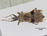 Reduvius usingeri image