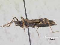 Reduvius usingeri image